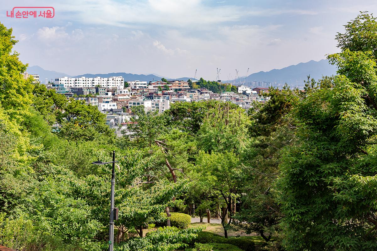 남산마루에서 내려다본 도심과 숲의 풍경 &copy;문청야