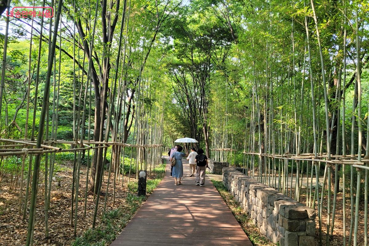 대나무가 우거진 '남산 한국숲정원' 내 죽림원 ©조연