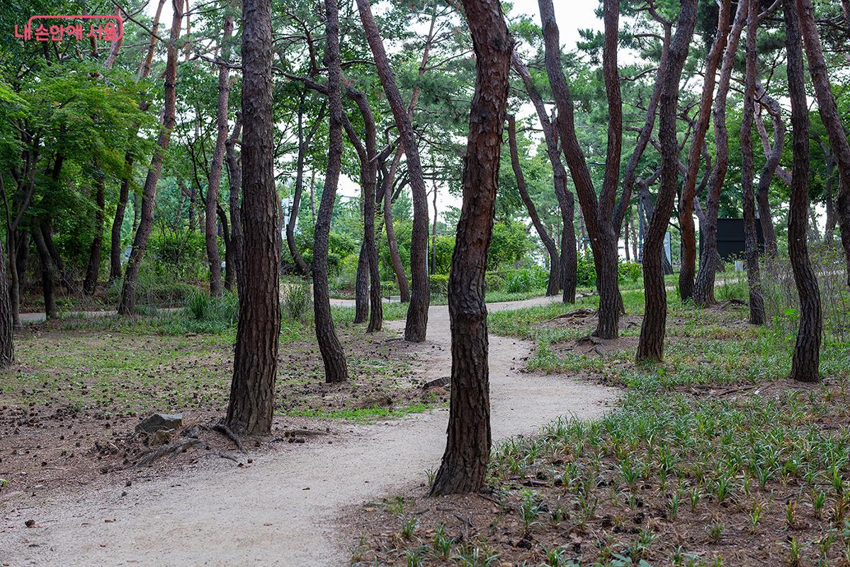 솔숲길, 남산 숲정원의 고요한 산책로 ©문청야