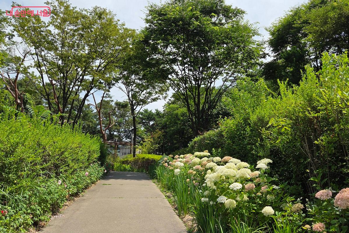 수국이 만발한 초록의 남산공원 &copy;이상돈