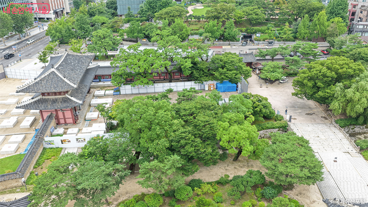 창덕궁 회화나무 군
