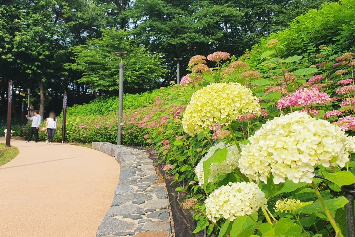 수국꽃 활짝 '초안산수국동산' 찍고, 눈이 시원해지는 '노원우이마루'까지 