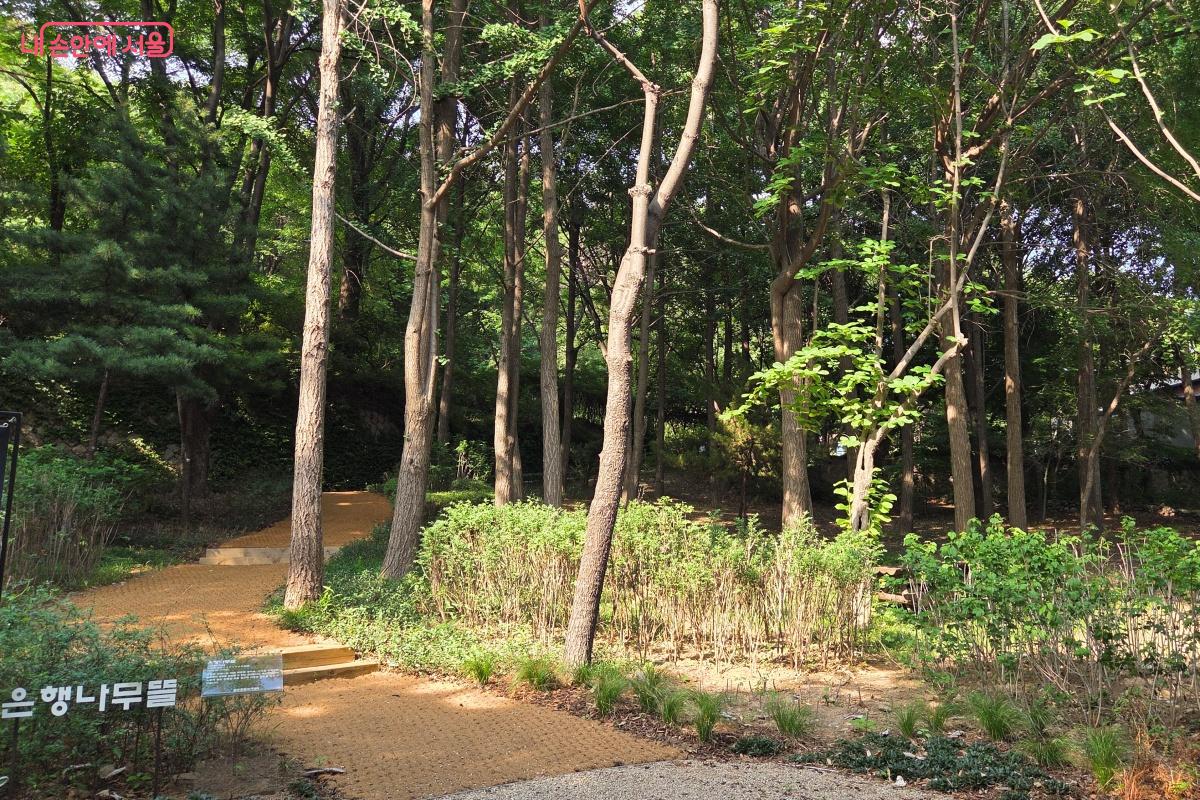 은행나무뜰로 들어서니 짙은 초록빛 녹음 아래로 길이 이어진다. &copy;김미선
