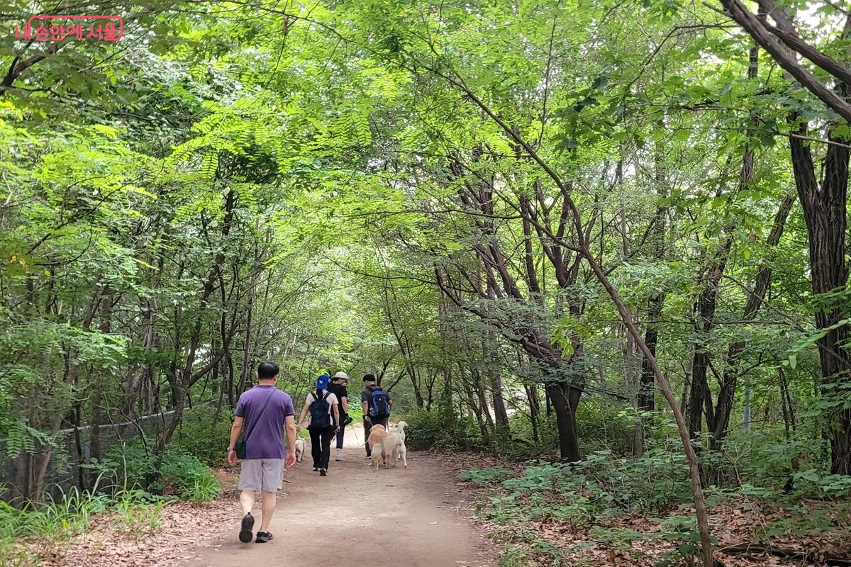 초안산 산책로에서 시민들이 반려견과 함께 숲길을 산책하고 있다. &copy;조연