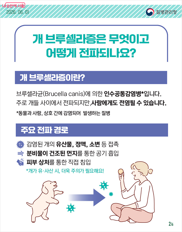 개 브루셀라증은 무엇이고 어떻게 전파되나요?