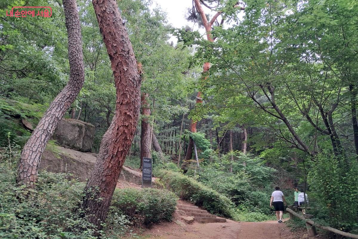 굽은 나무들과 함께 이어지는 숲길을 따라 탐방객들이 여유롭게 자연을 즐기며 걷고 있다. ©장형진