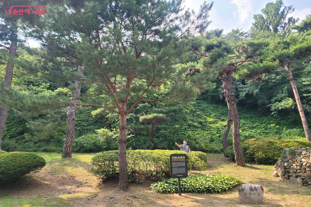 남산 한국숲정원 솔숲마당에 식재된 정이품송 후계목 &copy;조연
