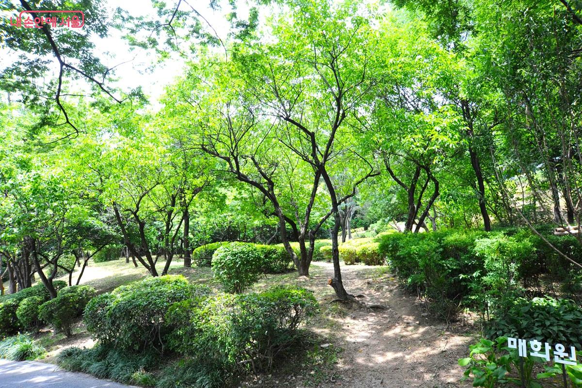 남산 제 모습 가꾸기 사업으로 조성된 매화나무 정원인 ‘매화원’ ©조수봉