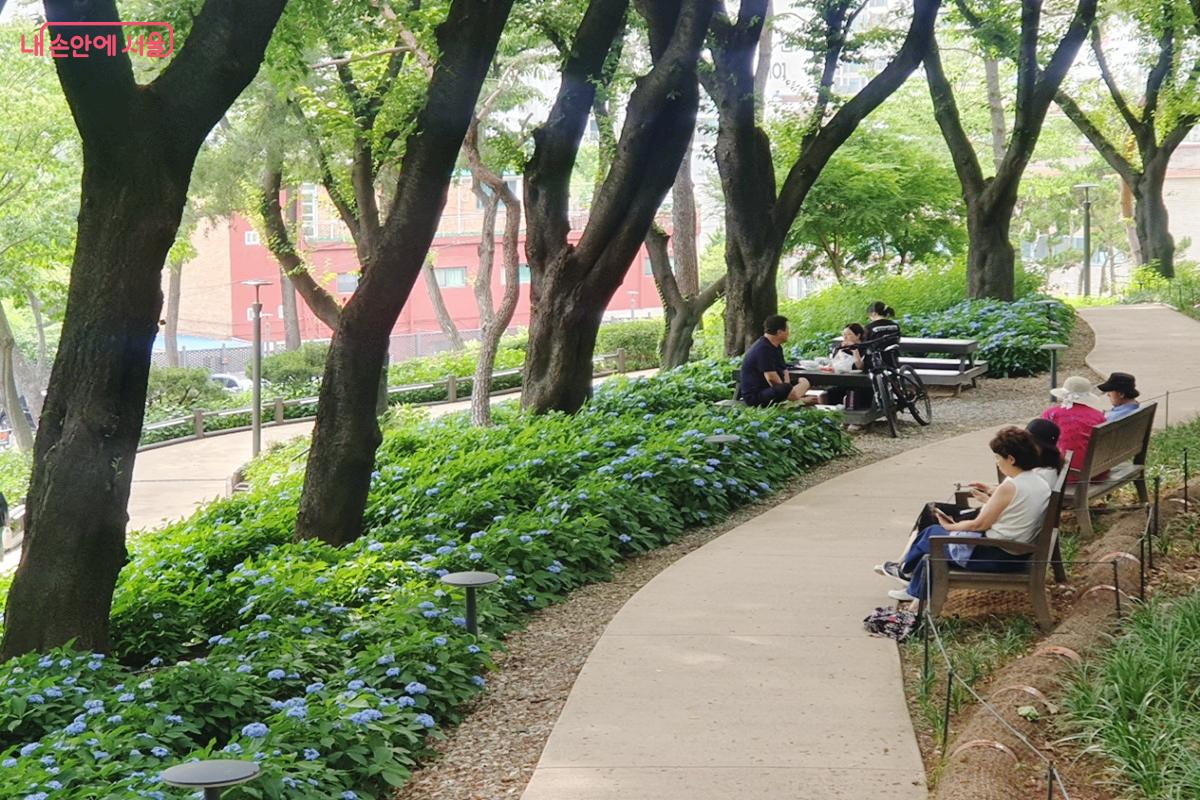 개화한 산수국꽃을 바라보며 여름숲을 감상중인 시민들 ©김병규