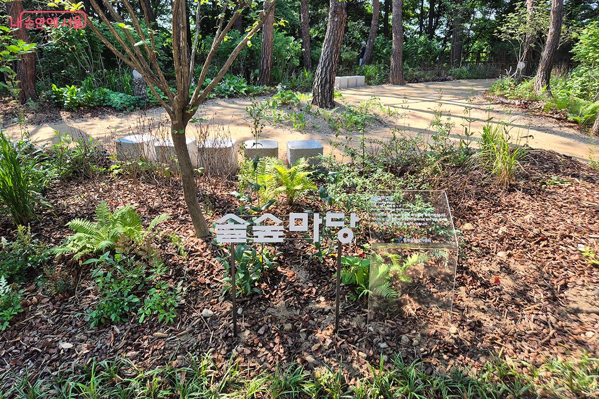 &lsquo;휴양과 휴식의 숲 정원&rsquo;으로 조성된 솔숲마당 &copy;정향선