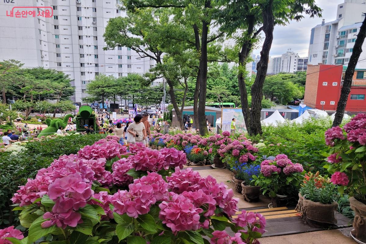 초안산 수국동산 입구에 만개한 수국이 방문객들을 반기고 있다. ©조연