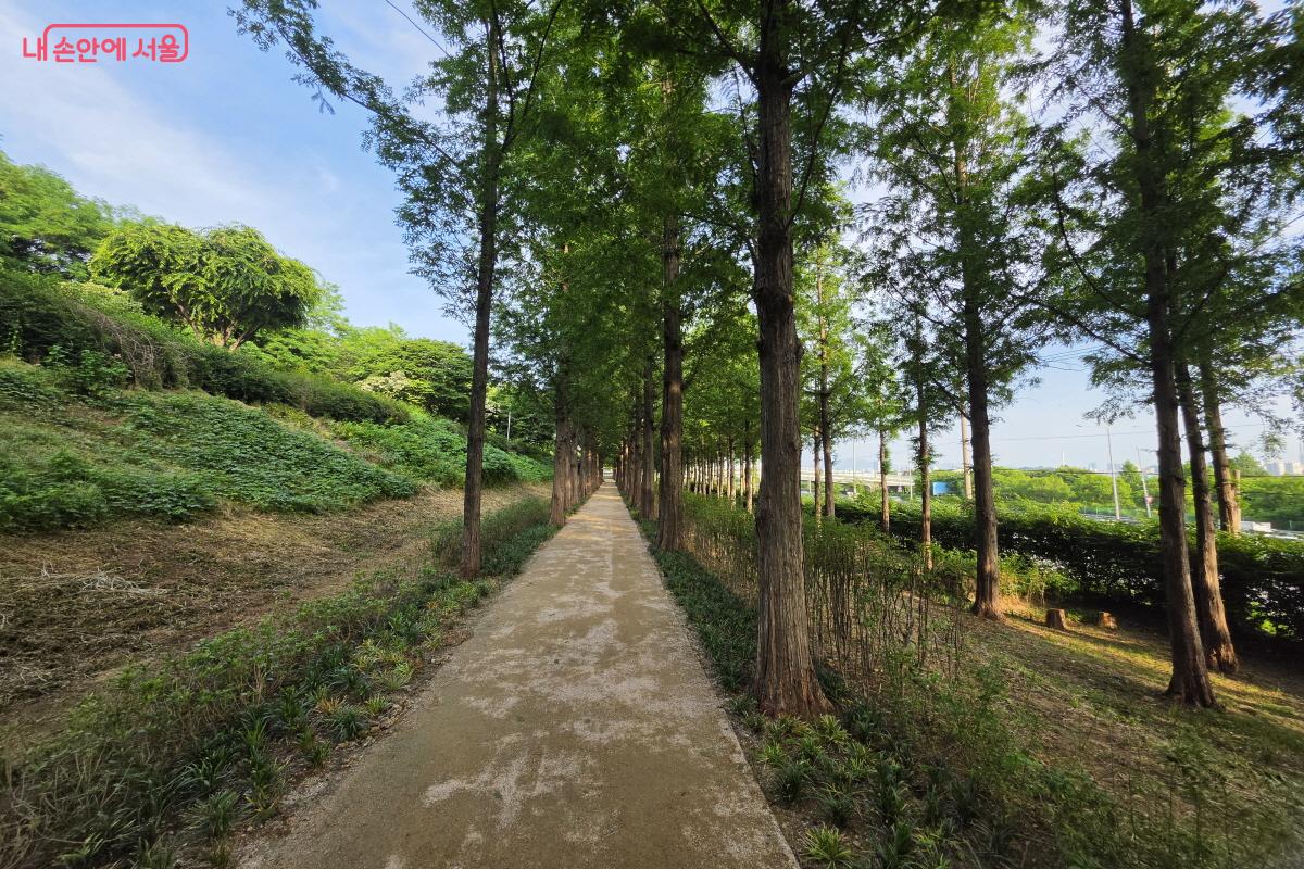총 2.3km 규모의 숲길로 완성된 노을공원 메타세쿼이아길 ©심재혁