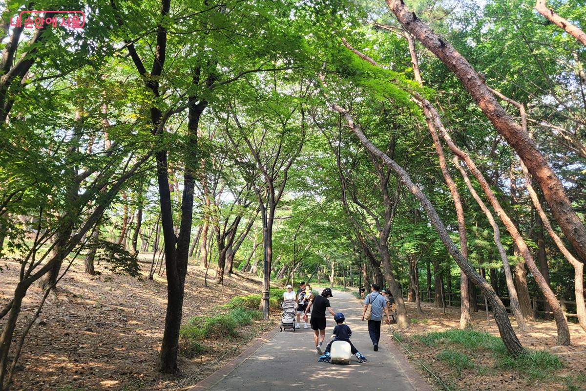 소나무 숲이 이어지는 솔숲마당에서 시민들이 소나무 숲길을 걷고 있다. &copy;조연