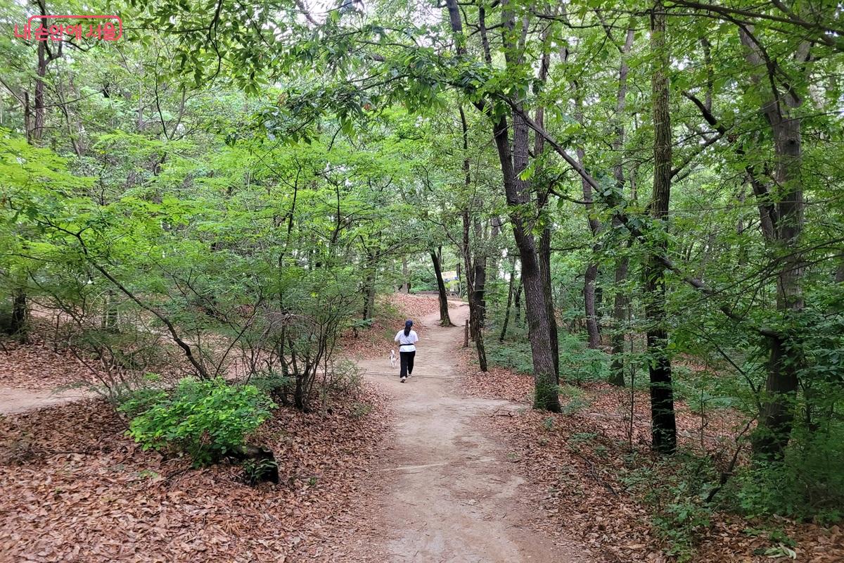 울창한 나무 그늘 아래 이어지는 초안산 산책로 &copy;조연