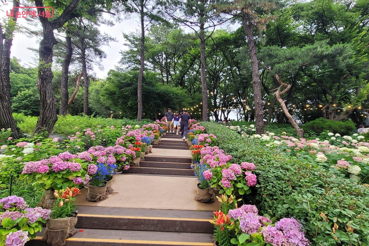 수국으로 장식된 계단길이 방문객들을 초안산 수국동산으로 안내하고 있다. ©조연