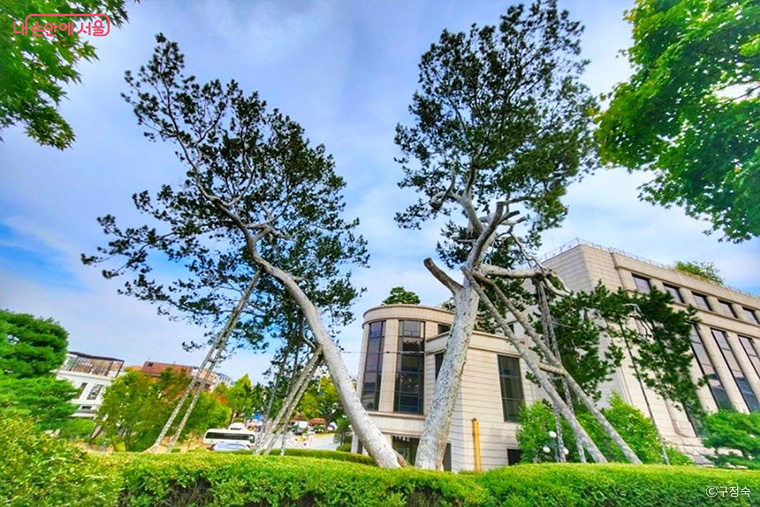 헌법재판소에 있는 '서울 재동 백송'