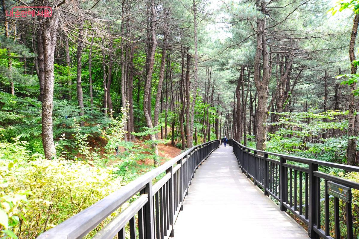 서울둘레길에서 만나는 잣나무 산림욕장의 산책길 &copy;조수봉