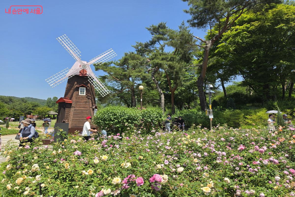 풍차가 더해져 마치 네덜란드에 온 듯하다. ©조수연