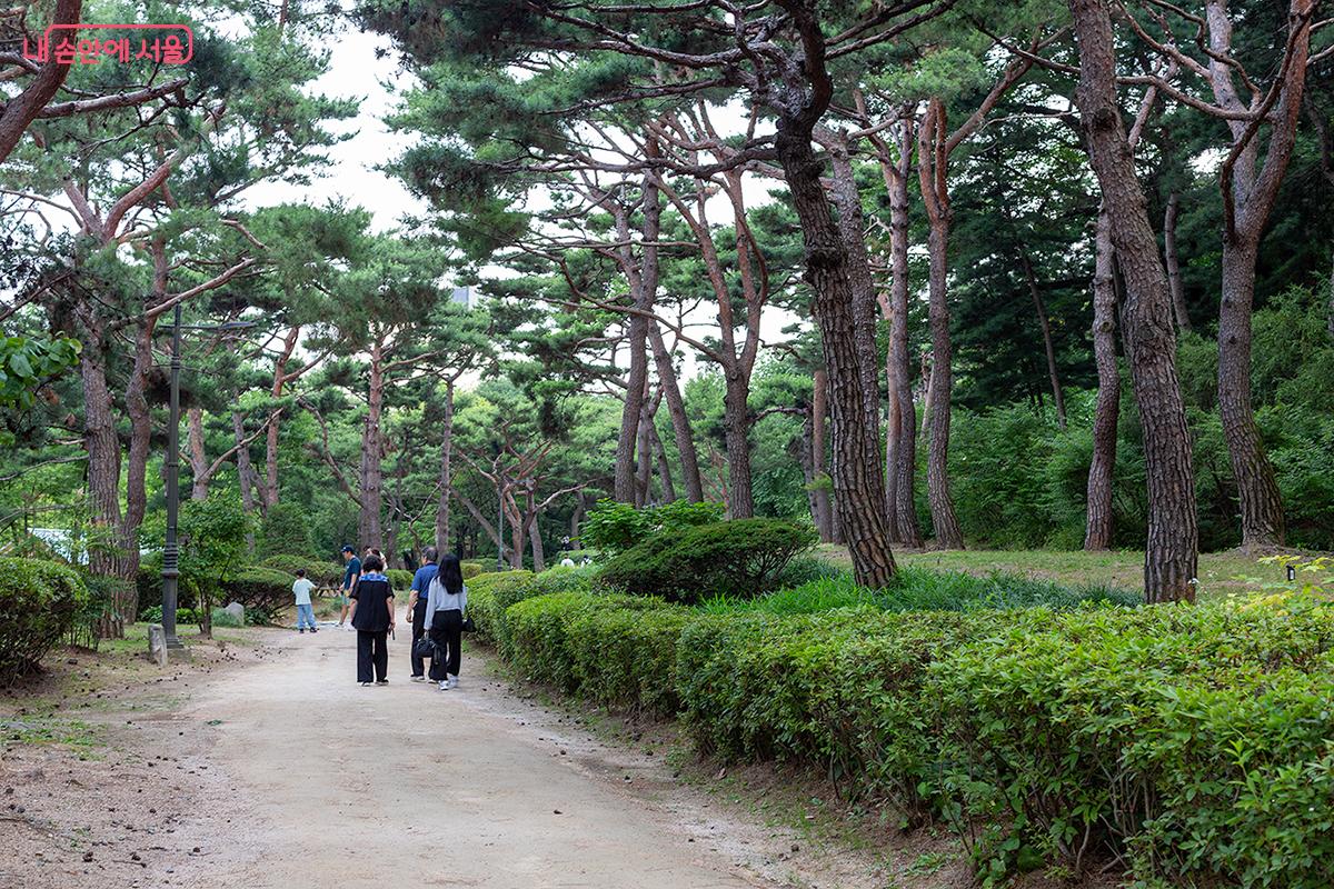 남산 한국숲정원 팔도소나무단지 풍경 ©문청야