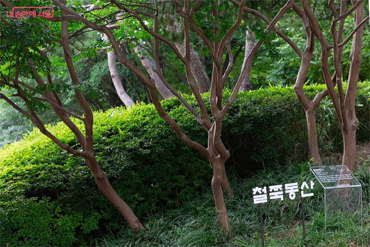 1992년 남산 제모습 가꾸기 사업으로 조성된 철쭉동산은 봄이면 분홍빛 꽃이 아름답게 피어나는 공간이다. &copy;문청야