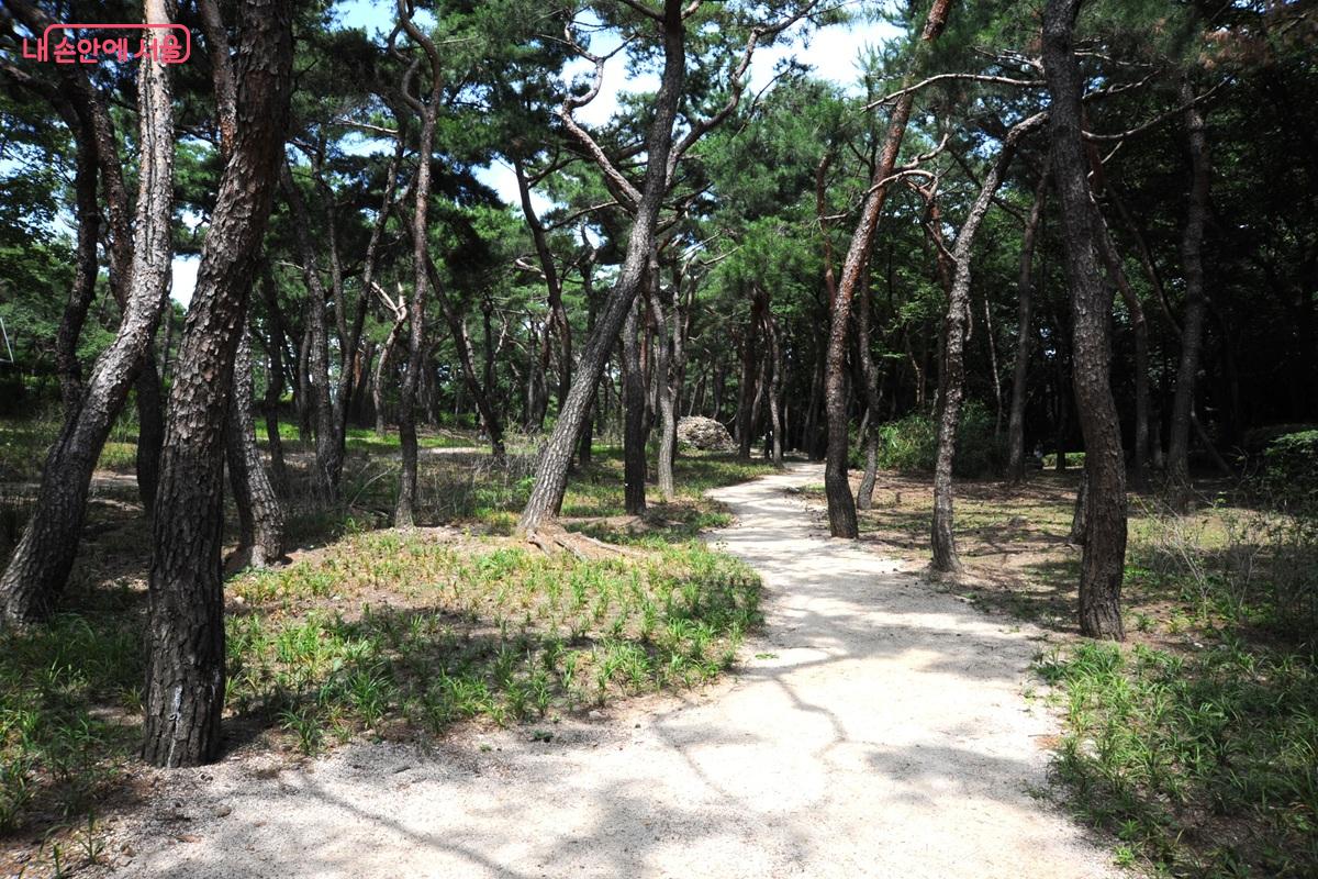 &lsquo;솔숲원&rsquo;은 소나무 숲과 1.1km의 맨발 길을 활용한 어싱(earthing) 체험 공간이다. &copy;조수봉