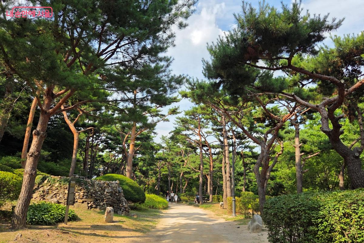 팔도의 기운을 모아 하나로 만든 치유와 화합의 &lsquo;팔도소나무단지&rsquo; &copy;김미선