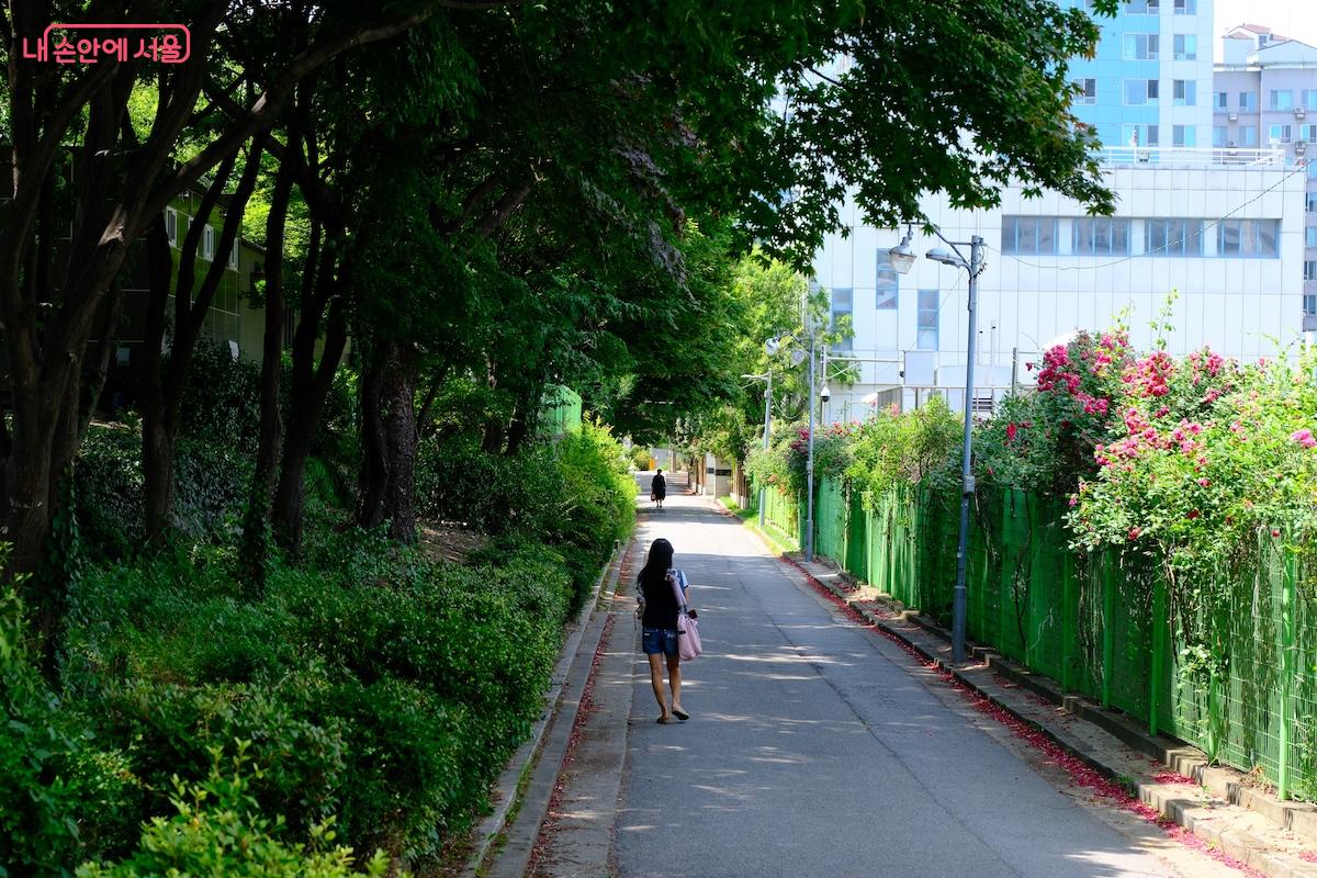 초여름에는 도림유수지 야외체육시설 주변으로 장미꽃이 만개하여 예쁘다