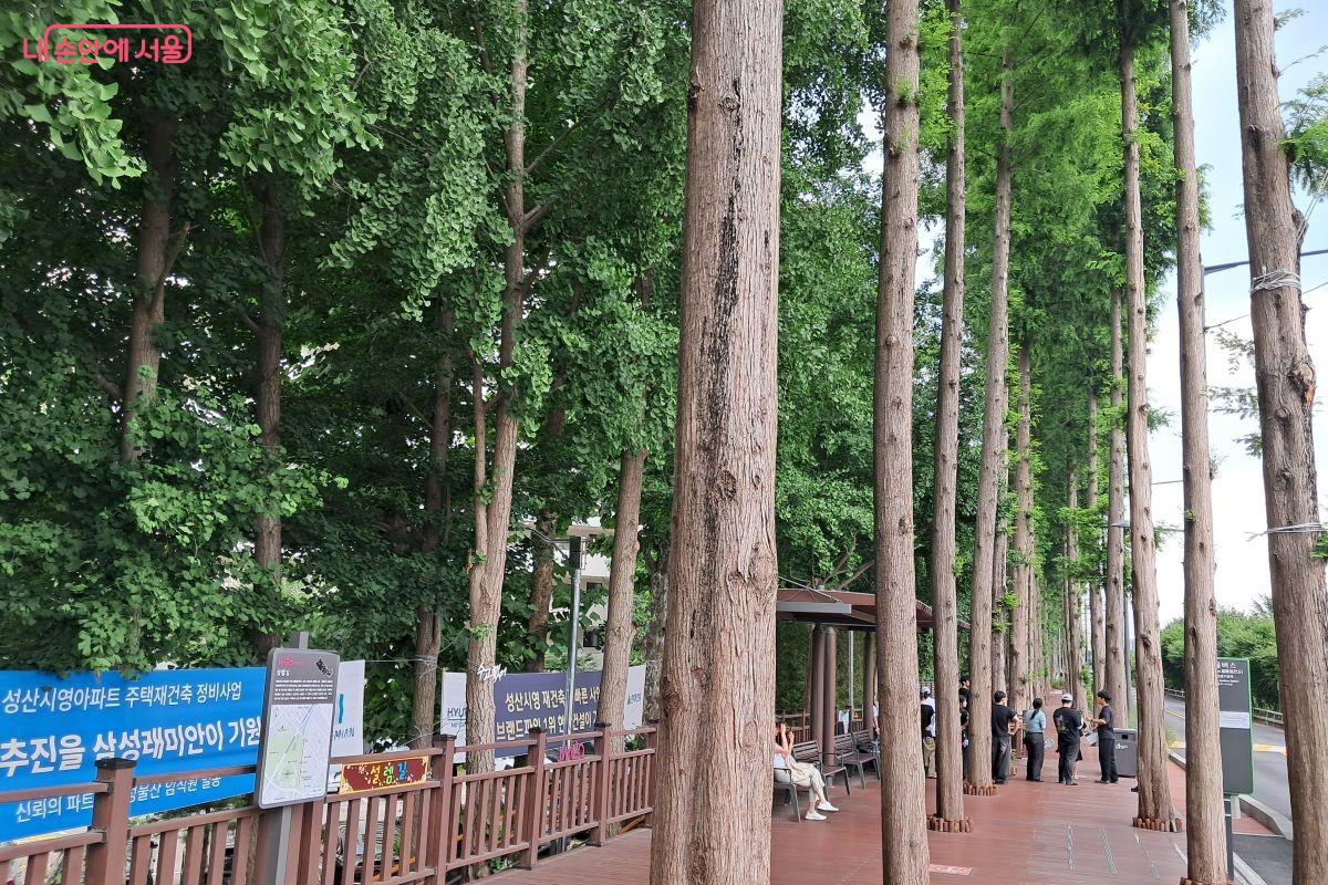 카페 건너편 자연친화적인 그늘과 분위기를 제공하는 메타세쿼이아로 조성된 설렘길 &copy;장형진
