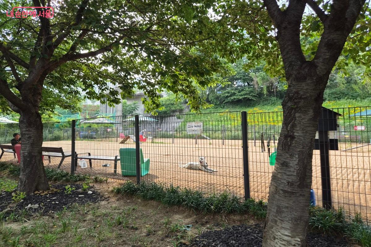 반려견들은 안전하게 뛰어놀고, 견주들은 근처 정원에서 안심하고 휴식을 취할 수 있다. &copy;박영신