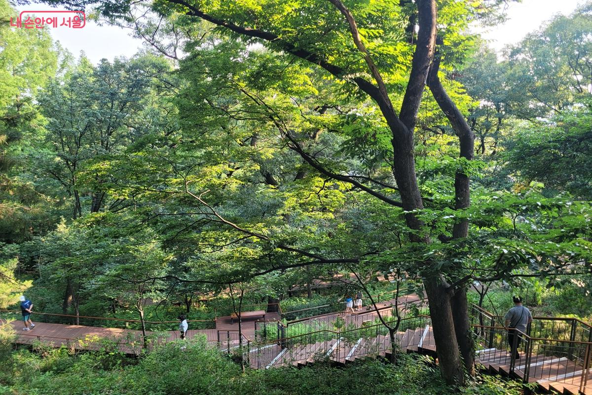 남산 하늘숲길 전경과 계단형 데크 산책로 &copy;조연