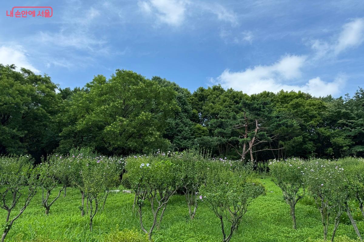산책하기 좋은 한국숲정원 ©임수영