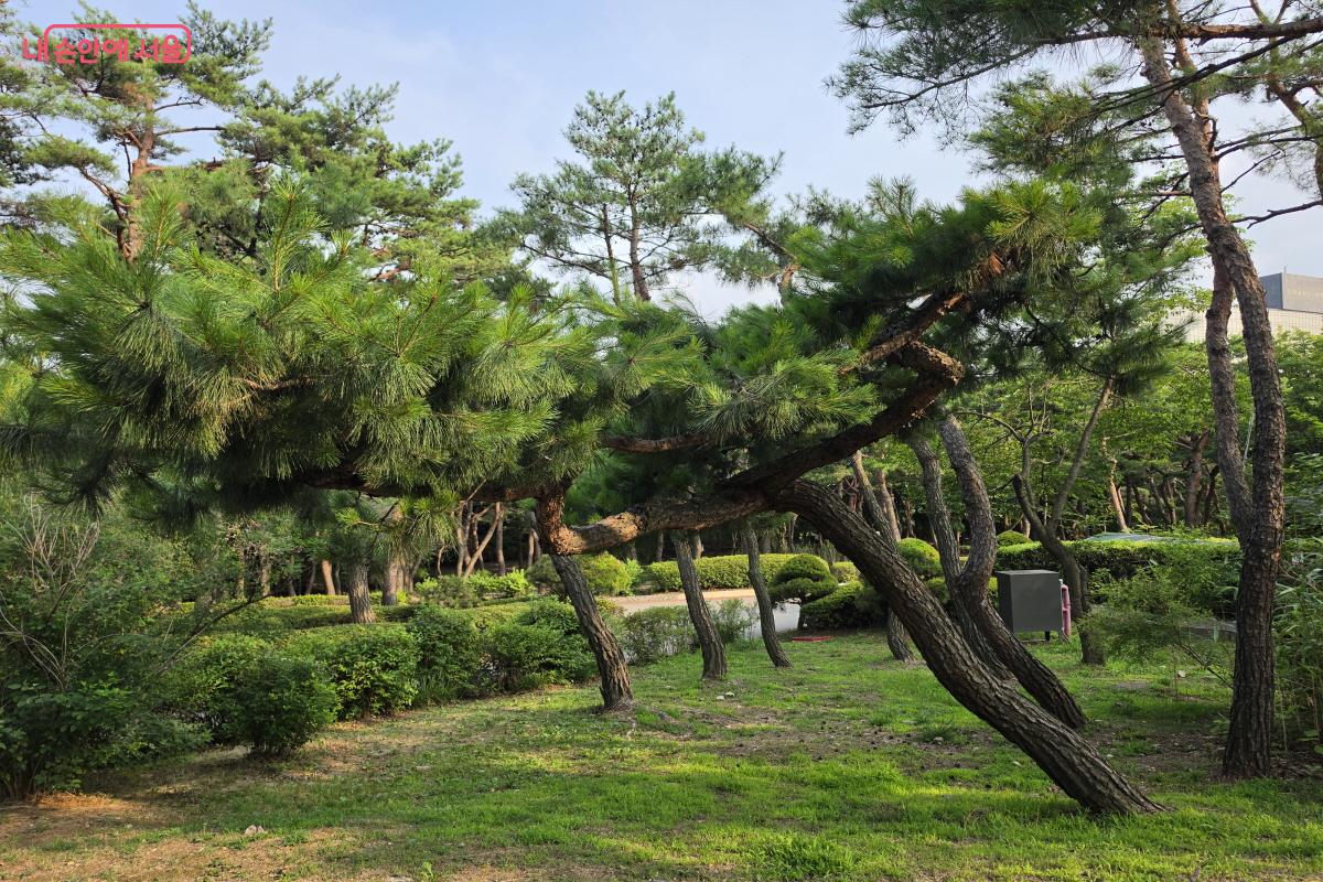 굽이굽이 자란 소나무.