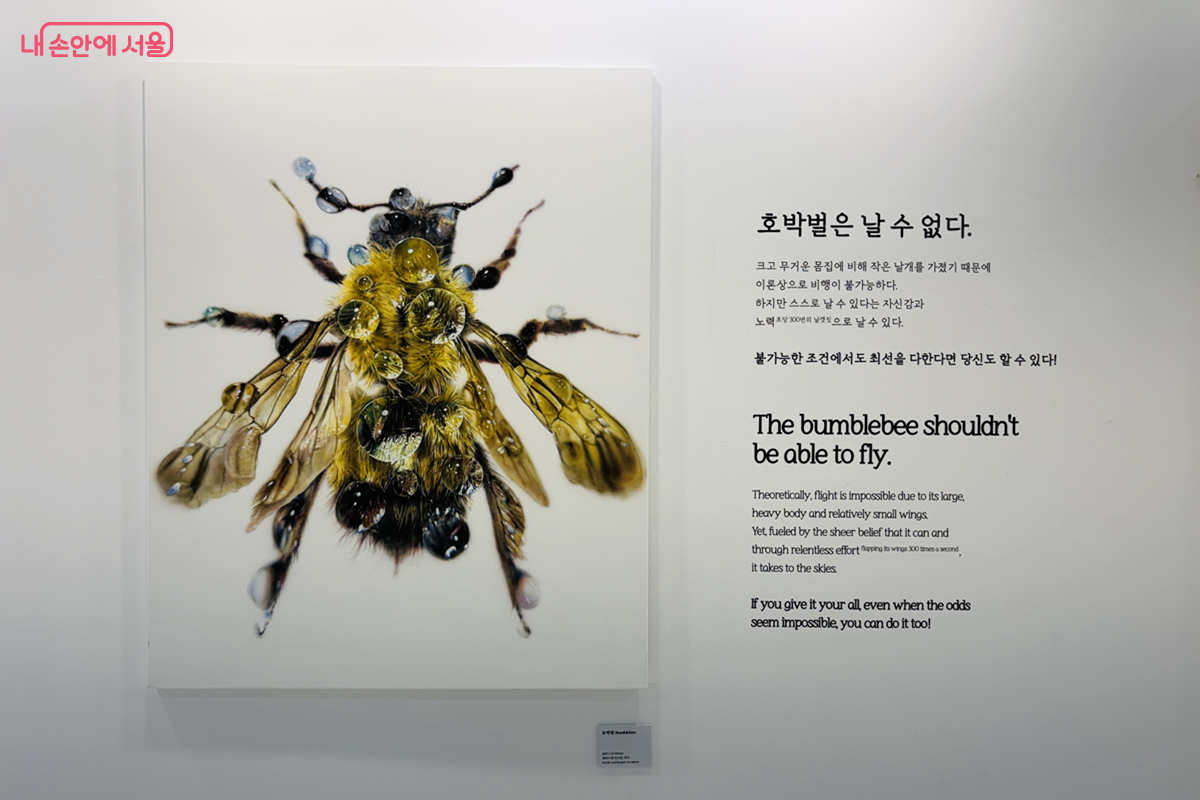 서울시청 본관 8층 하늘광장갤러리에서 박상빈 작가의 개인전 ‘곤충도감’이 열리고 있다. ©김경선
