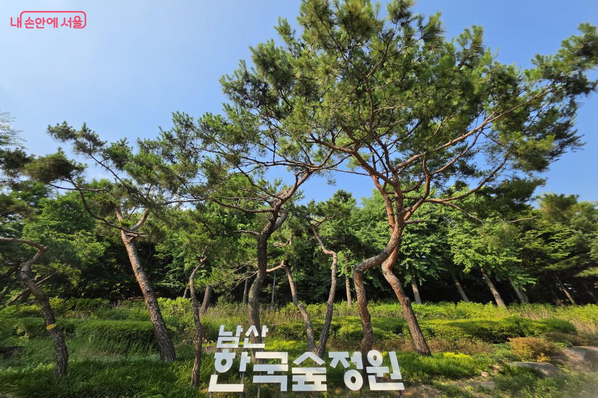 남산 한국숲정원 입구와 소나무