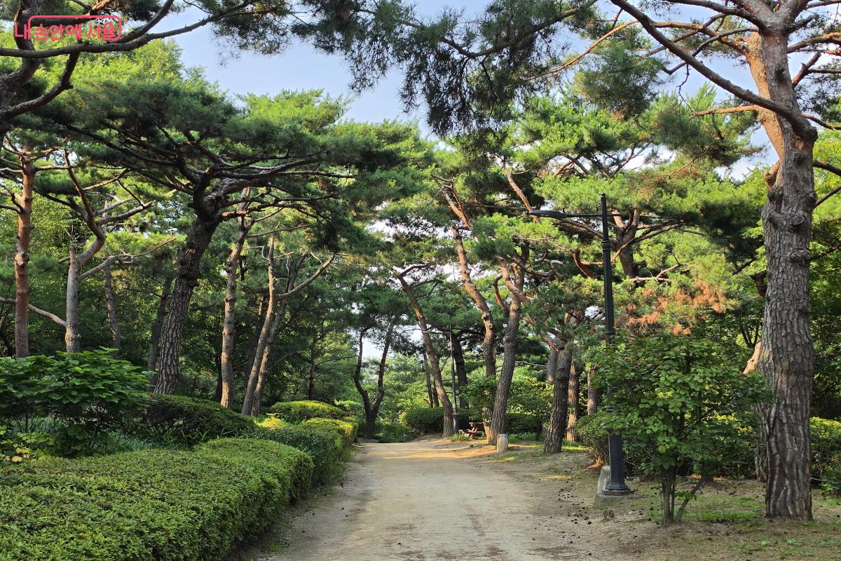 울창한 소나무로 가득한 솔숲원