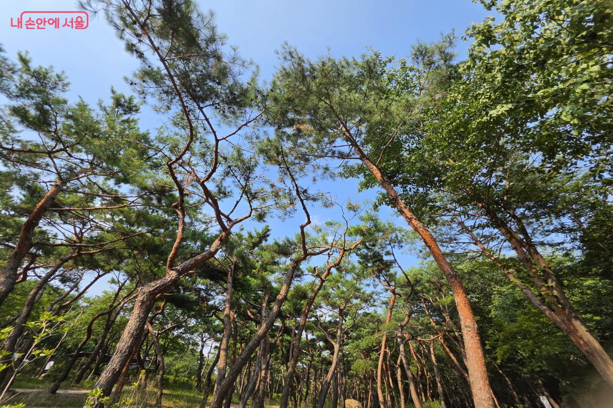 남산을 대표하는 울창한 소나무가 모인 솔숲원 &copy;조송연