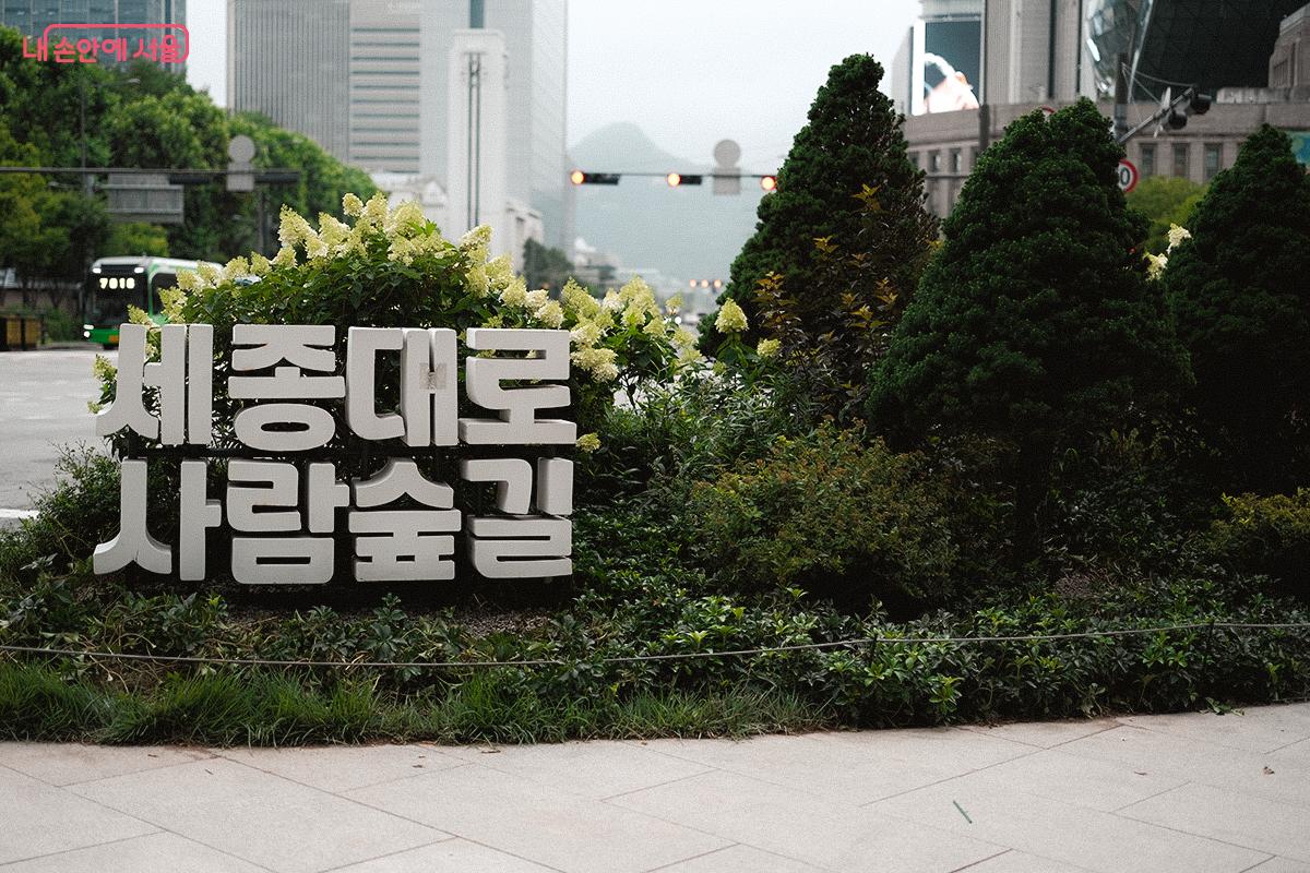 높낮이가 다양한 관목, 초화류 등이 식재된 ‘세종대로 사람숲길’ ©김아름