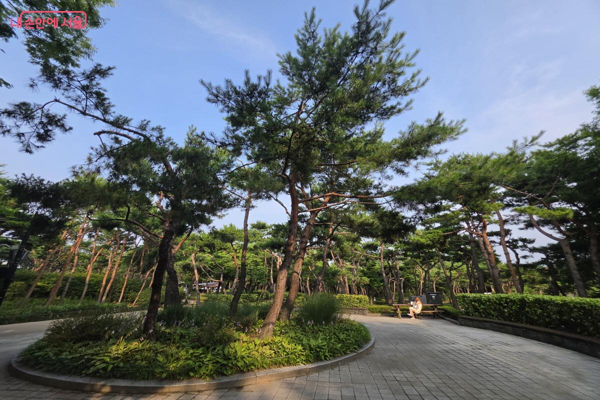 한국숲정원 내 소나무 군락.