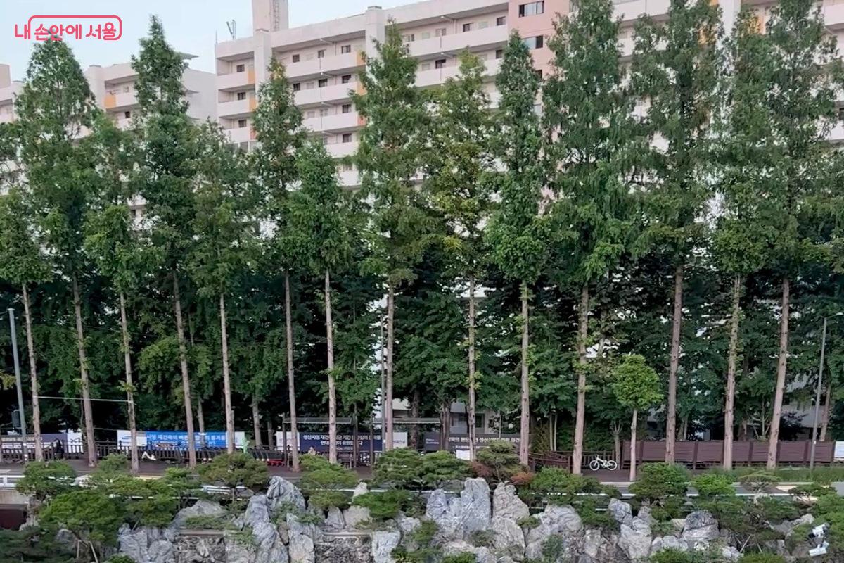 카페 1층에서 바라본 메타세쿼이아 숲 ©임수영