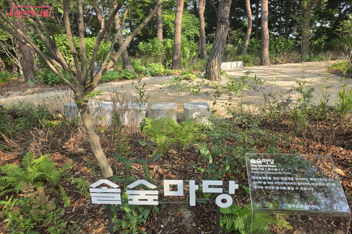 솔숲원과 이어지는 솔숲마당 &copy;조송연
