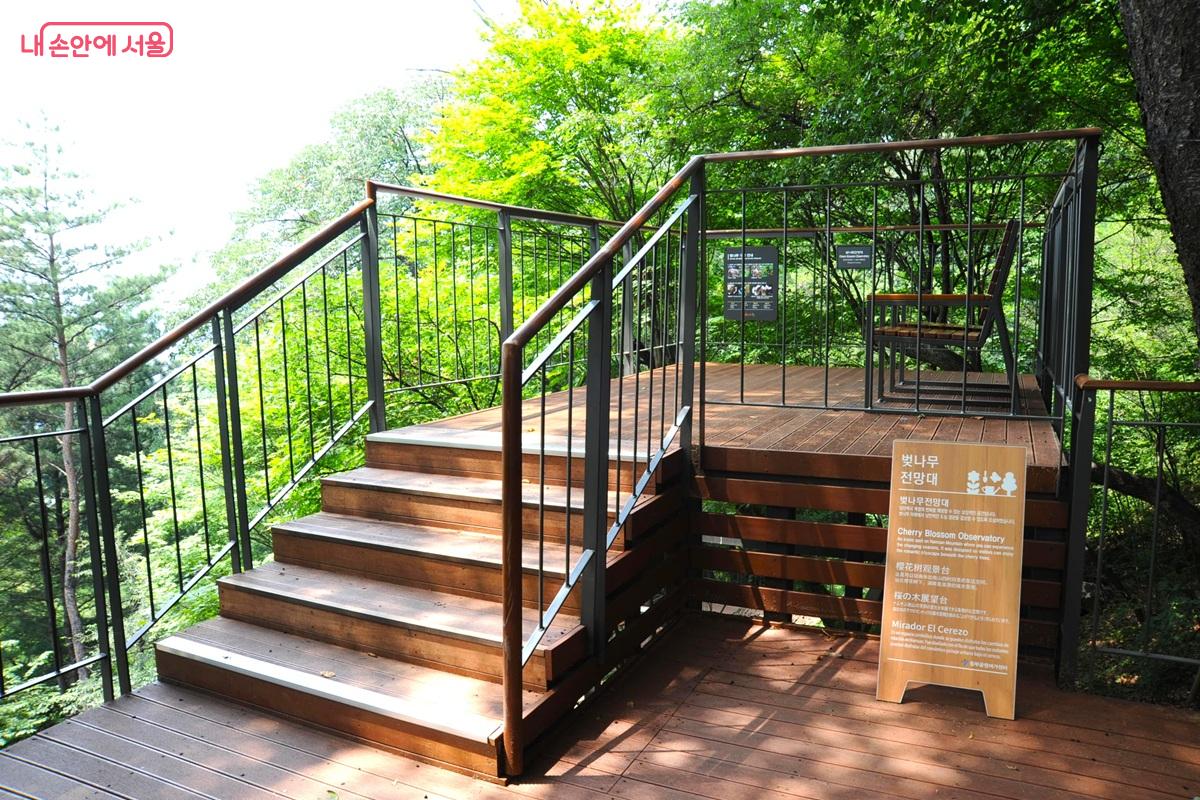 남산에서 계절의 변화를 제일 먼저 느낄 수 있는 &lsquo;벚나무 전망대&rsquo; &copy;조수봉