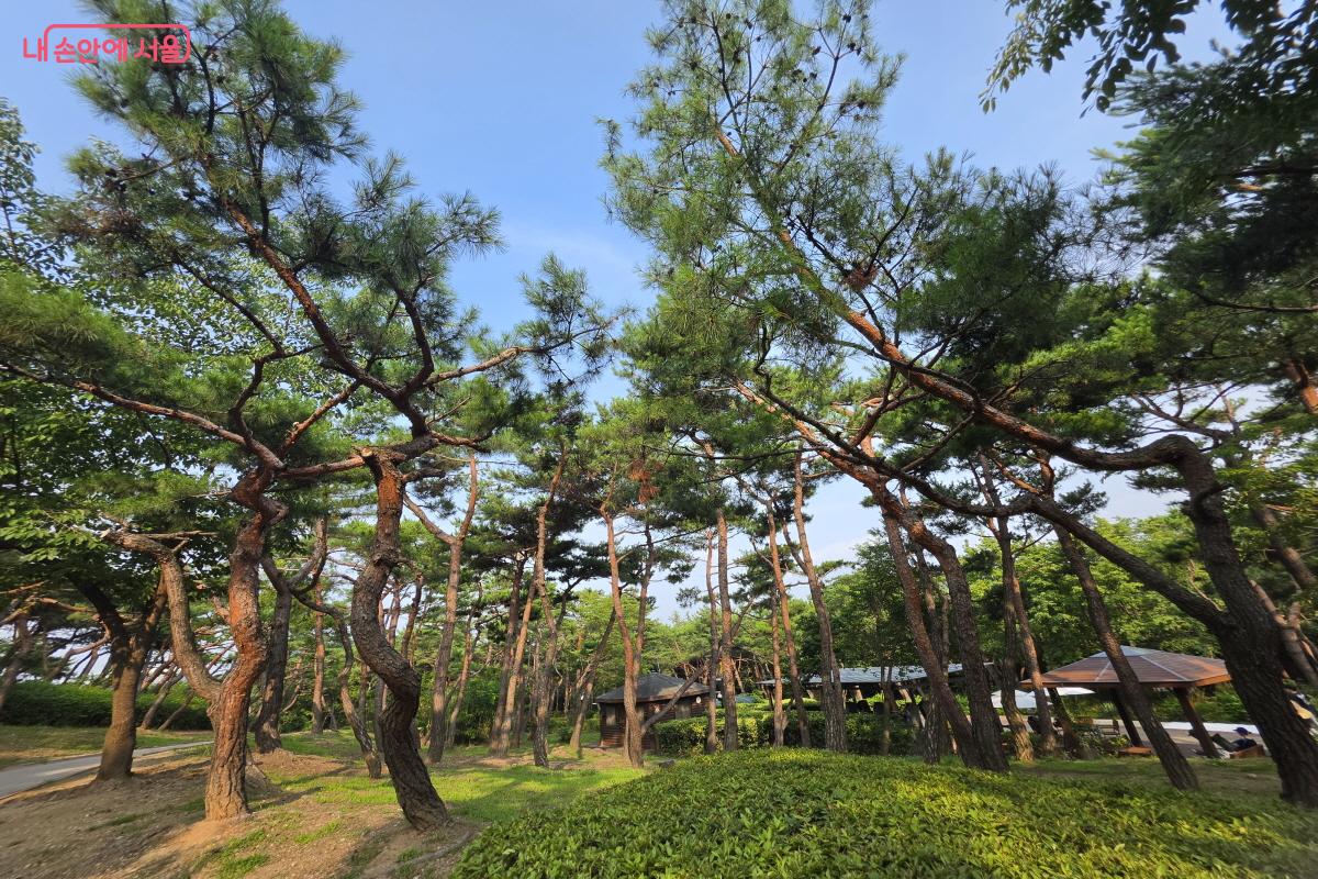 전국 팔도의 소나무를 만날 수 있다.