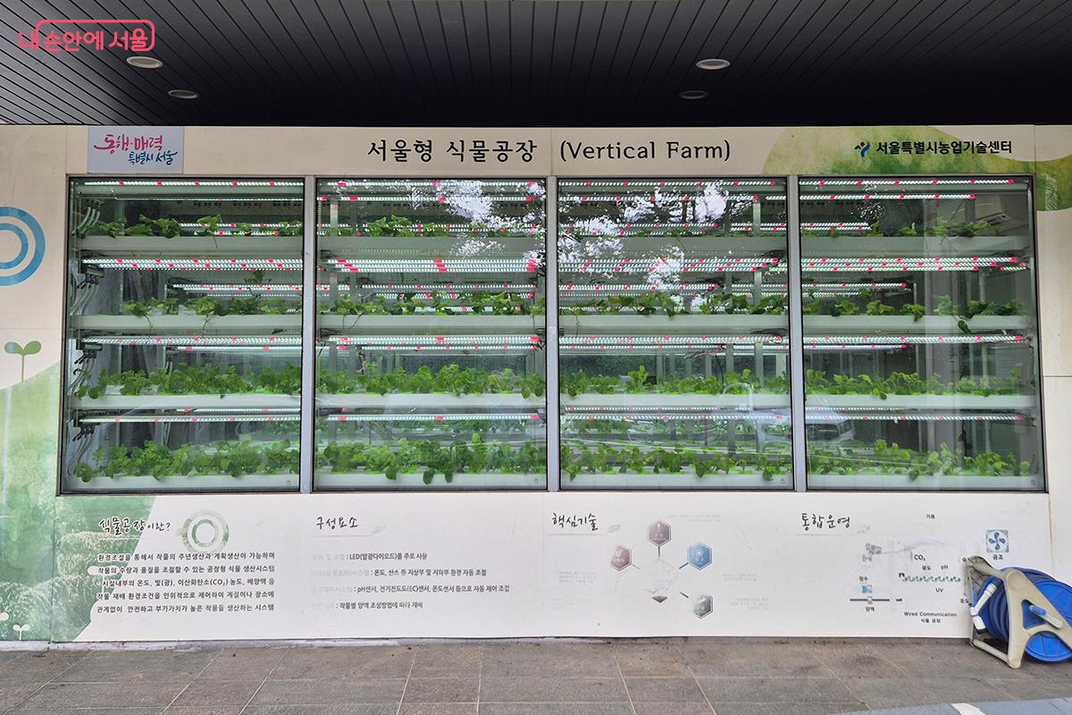LED&middot;ICT 기반으로 연중 안정 생산 가능한 서울형 식물공장 &copy;정향선