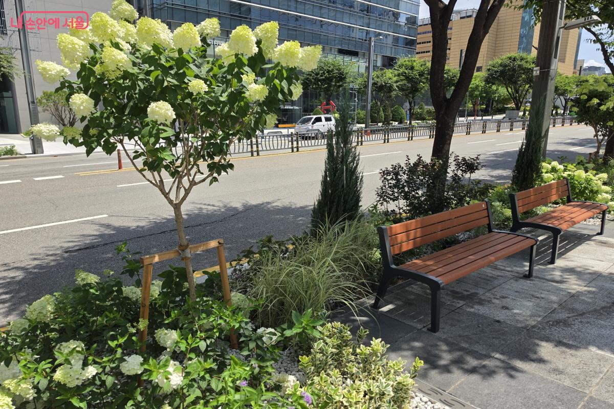 구로디지털단지 G밸리 인근에 식재된 식물들. ©조송연