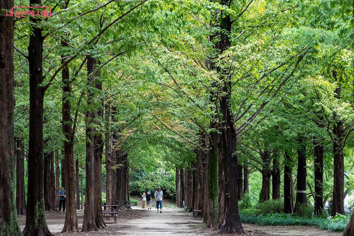 월드컵공원 내 &lsquo;하늘공원 메타세쿼이아길 &copy;문청야