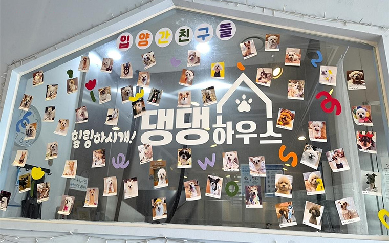 강아지랑 뭐 할까? 5천원으로 '댕댕하우스'에서 반려견 간식 만들기