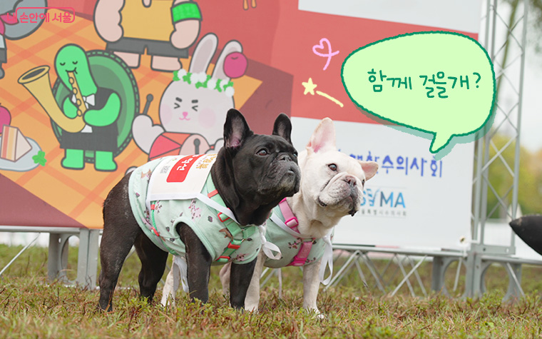 &lsquo;동물행복런&rsquo;에 참여할 반려견과 반려가족을 9월 2일부터 모집한다. 
