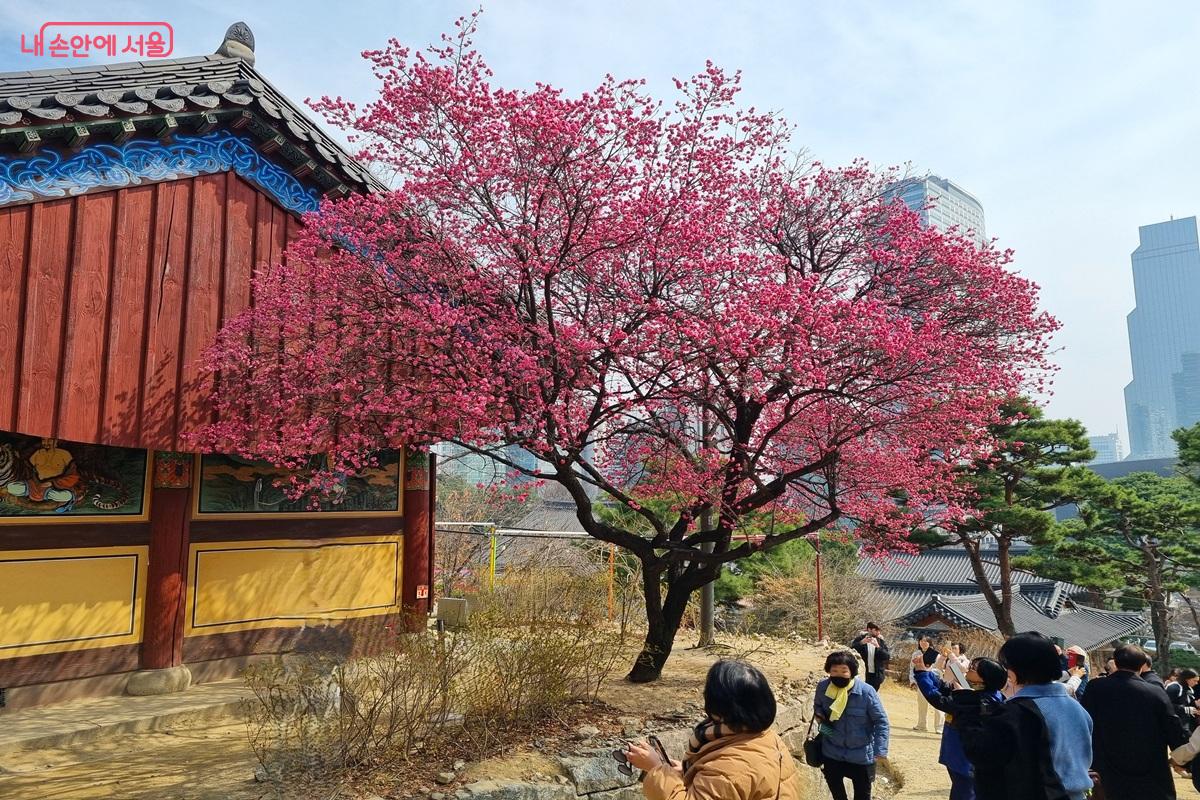 봉은사의 최고 인기는 봄철 영각(影閣)에 피는 홍매화다. &copy;조수봉