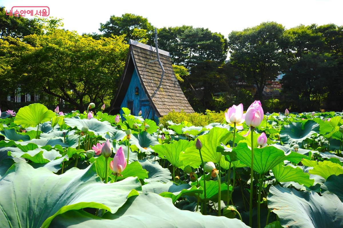 어린이대공원 &lsquo;환경연못&rsquo;에 핀 연꽃은 부여 궁남지에서 보내온 것이다. &copy;조수봉