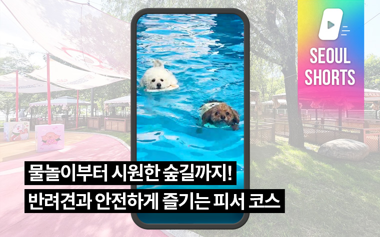 물놀이부터 시원한 숲길까지! 반려견과 안전하게 즐기는 피서 코스